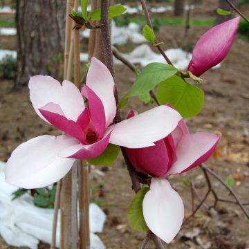 Magnolia soulangeana Satisfaction