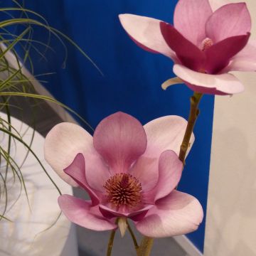 Magnolia x soulangeana Cameo 