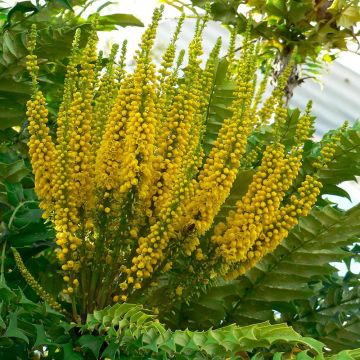 Mahonia bealei