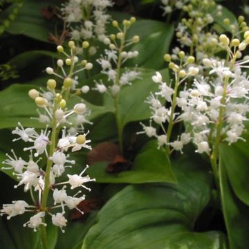 Maianthemum bifolium - Maianthème à deux feuilles