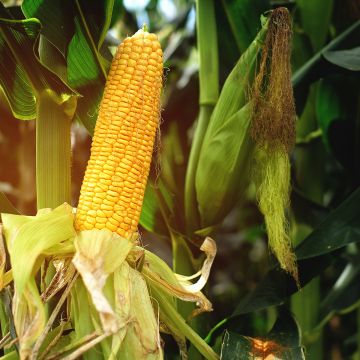 Maïs sucré Tasty Sweet Trophy F1 - Zea Mays