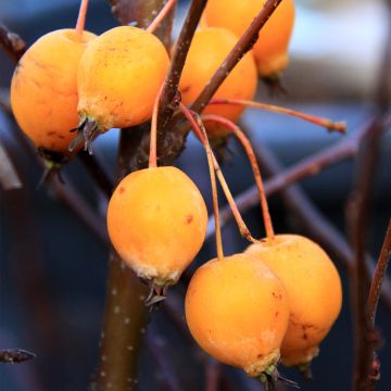 Malus Comtesse De Paris - Pommier d'ornement