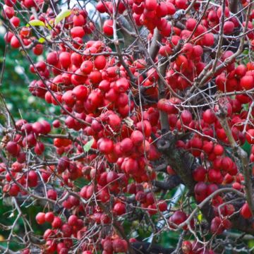 Pommier d'ornement - Malus Red Sentinel 