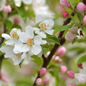 Pommier d'ornement - Malus Sugar Tyme