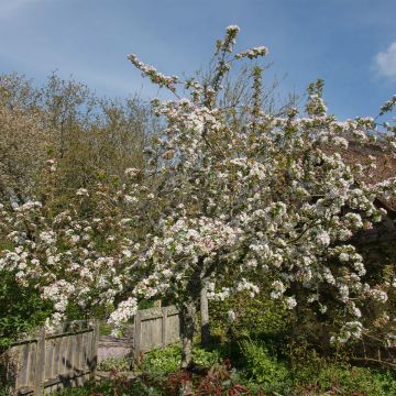 Pommier d'ornement - Malus Red Jewel