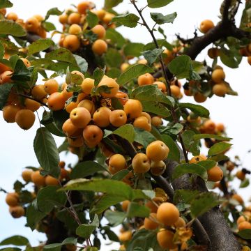 Pommier - Malus robusta Yellow Siberian