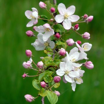 Malus sylvestris - Pommier sauvage