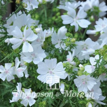 Graines de Malva moschata Snow White  - Mauve musquée blanche