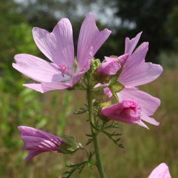 Mauve musquée - Malva moschata Rosea