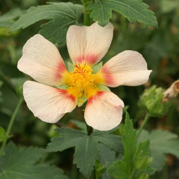 Callirhoe involucrata