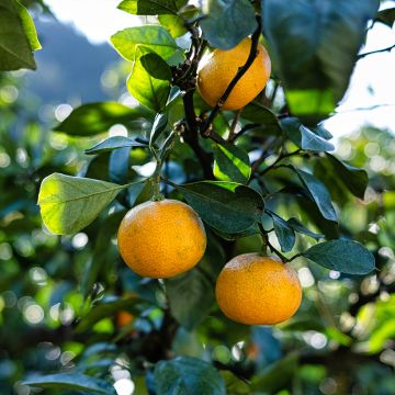 Mandarinier Satsuma - Citrus unshiu