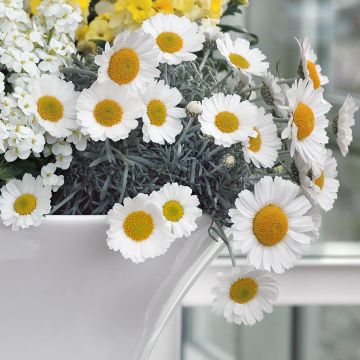 Marguerite du Maroc 'Flirt' - Rhodanthemum hosmariense