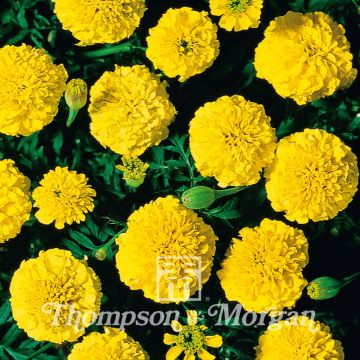 Graines d'Oeillet d’Inde Boy O Boy Yellow - Tagetes patula