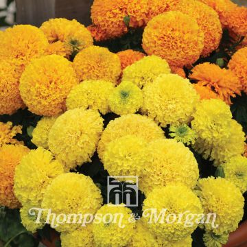 Graines de Rose d'Inde Dune Mixed  - Tagetes erecta