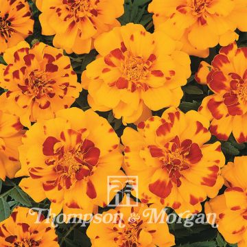 Graines d'Oeillet d’Inde Durango Bolero - Tagetes patula