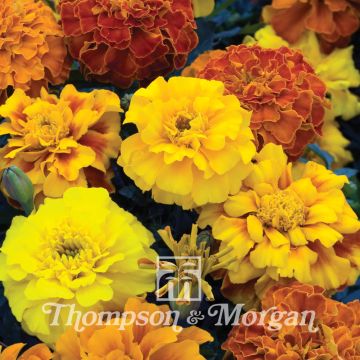 Graines d'Oeillet d’Inde triploïde Zenith Mixed - Tagetes patula x erecta