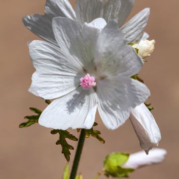 Mauve blanche - Malva moschata Alba