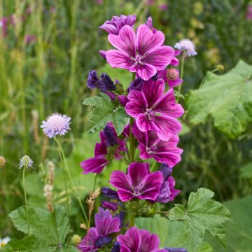 Mauve sylvestre - Malva sylvestris