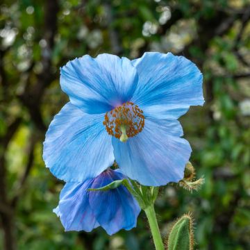 Meconopsis sheldonii Lingholm - Pavot bleu