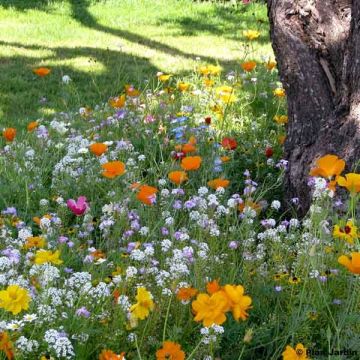 Mélange pour pieds d'arbres