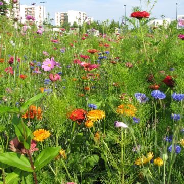 Mélange pour massif Fleurs pour bouquets - Sachet 3 m2