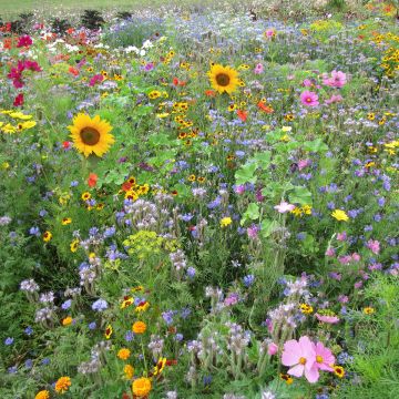 Jachère Abeilles - Boîte pour 300 à 600 m²