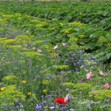 Mélange de fleurs protectrices du potager BIO