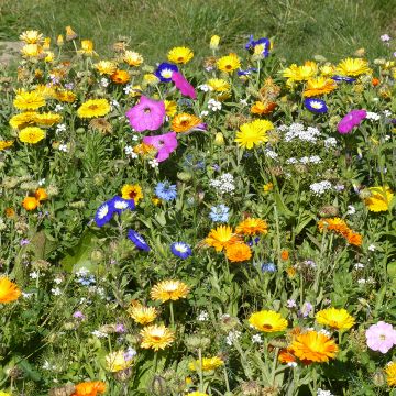 Jachère Fleurs des près - Boîte pour 300 à 600 m²