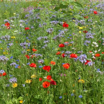 Mélange pour attirer les pollinisateurs - Boite 25 m2