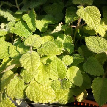 Mélisse goût d'orange - Melissa officinalis ssp. altissima