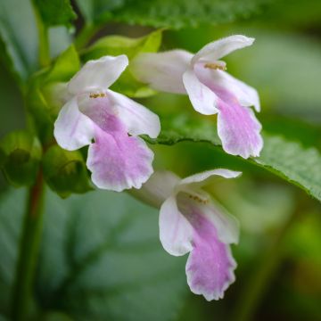 Mélitte - Melittis melissophyllum