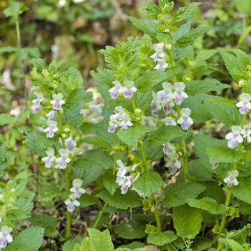 Mélitte - Melittis melissophyllum