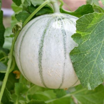 Melon Aliénor HF1 (Création Vilmorin) - Vilmorin