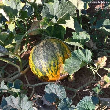 Melon Banana di Lentigione Bio - Ferme de Sainte Marthe