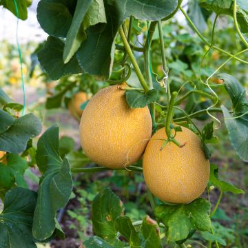 Melon Galia F1 - Cucumis melo