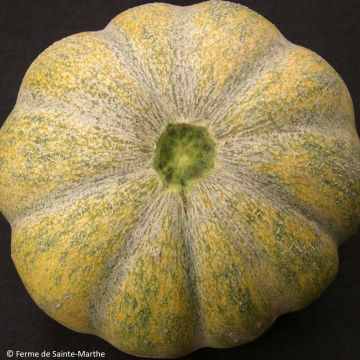 Melon Moscatello Bio - Ferme de Sainte Marthe
