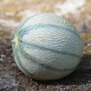 Melon Rerato Degli Ortolani Bio - Ferme de Sainte Marthe