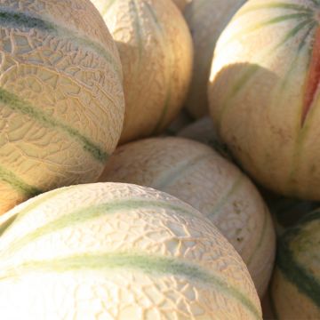 Melon Stellio F1