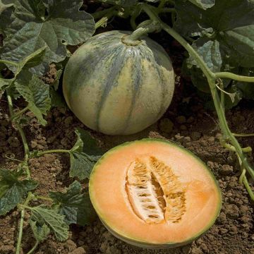 Grosses soldes! 100 mini graines de melon sucré Melon Arbre de graines non  OGM biologiques fruits et légumes pour le jardin de la maison Bricolage -  Arcis nouvelles : : Jardin