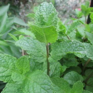 Plant de Menthe 'Nanah' - Mentha spictata - Pépinière des Carlines