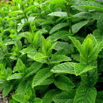 Menthe Blanche BIO - Mentha piperata officinalis 'Alba'