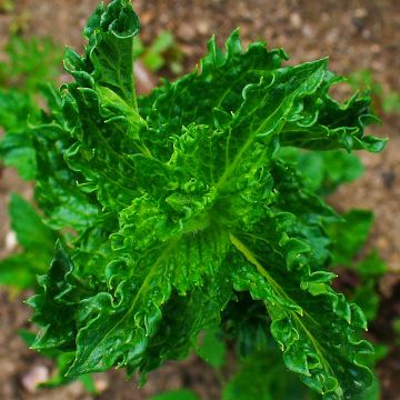 Menthe frisée ou crépue BIO - Mentha spicata Crispa