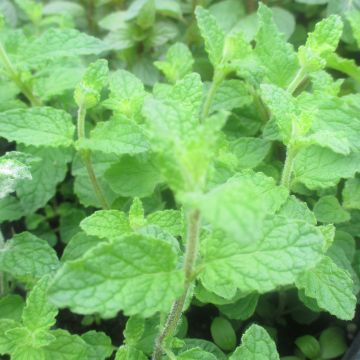 Menthe Fraise BIO - Mentha spicata Strawberry