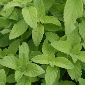 Mentha banane - Mentha arvensis Banana