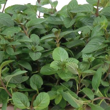 Mentha chocolat - Mentha x piperita schocominze