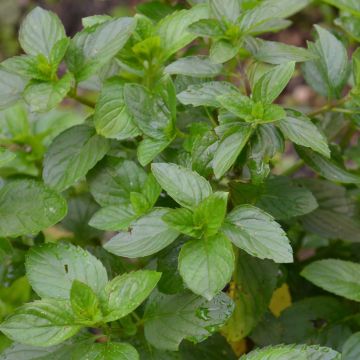 Menthe Bergamote BIO - Mentha citrata Bergamote