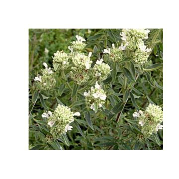 Menthe des montagnes d'Amérique - Pycnanthemum pilosum