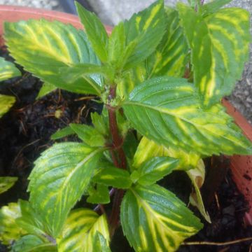 Menthe Gingembre BIO - Mentha piperita Ginger