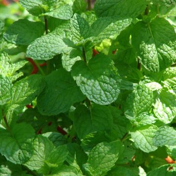 LA GARCONNIERE vous propose la Menthe prête à pousser HERMIOSE