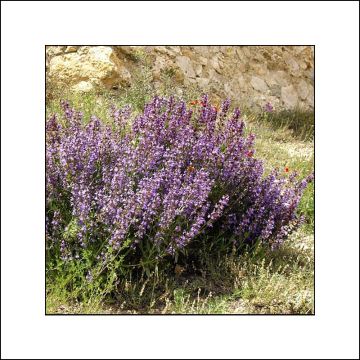 Menthe à feuilles de lavande - Mentha lavandulifolia